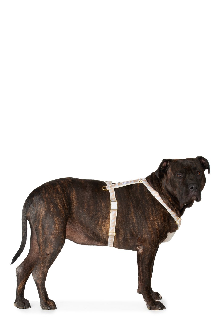 See Scout Sleep - Beige & Blue Extra Large Nice Grill Standard Harness