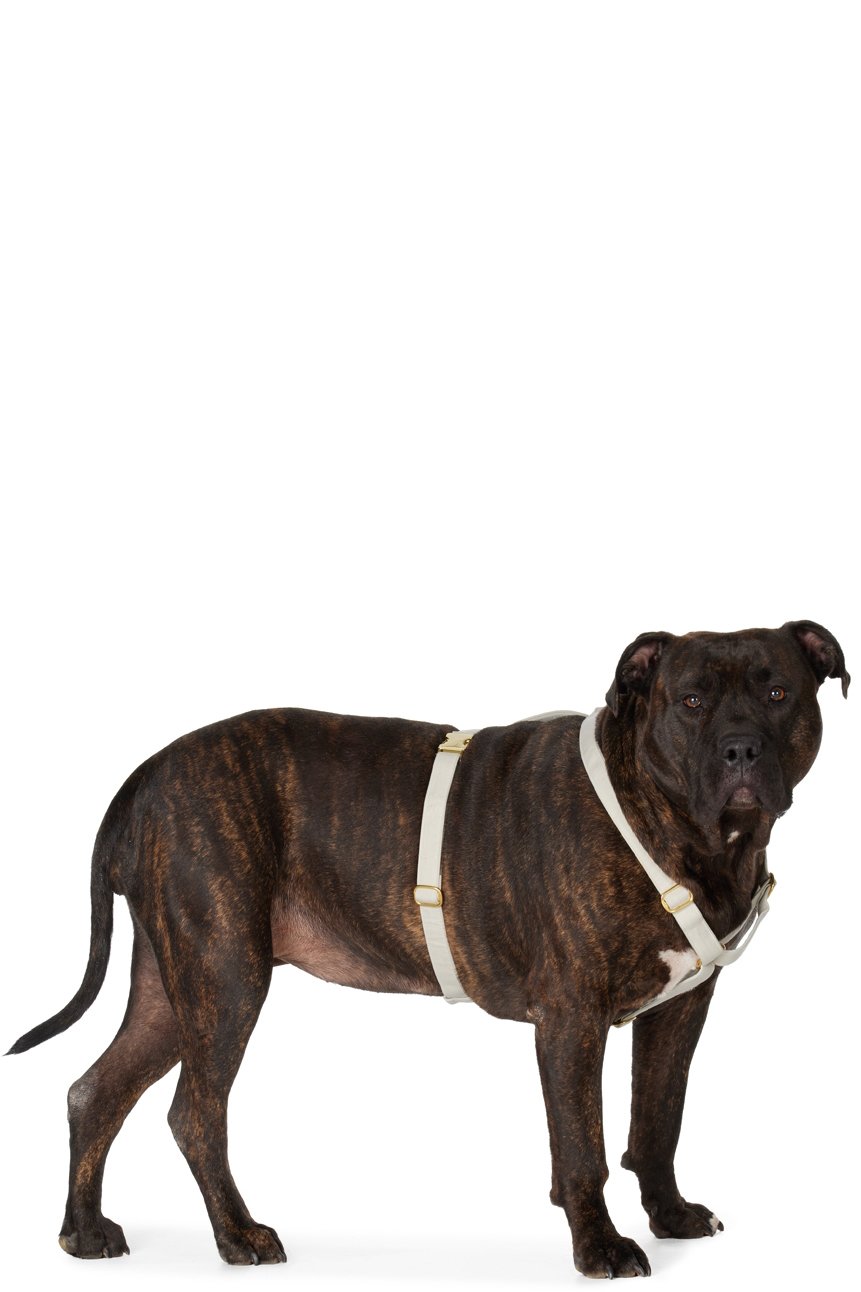 See Scout Sleep - Gray The Scot Extra Large Original Harness