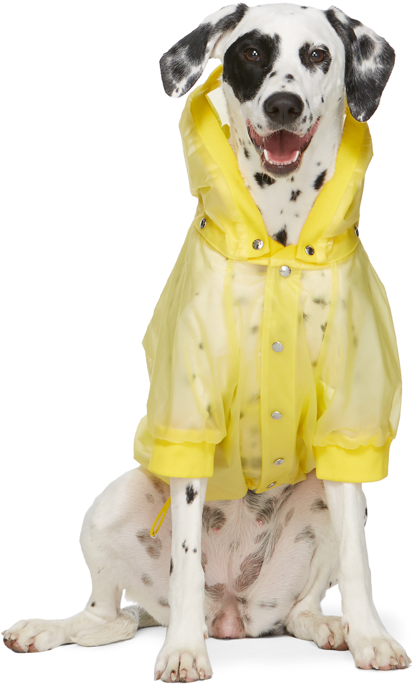 yellow and burgundy coat dog