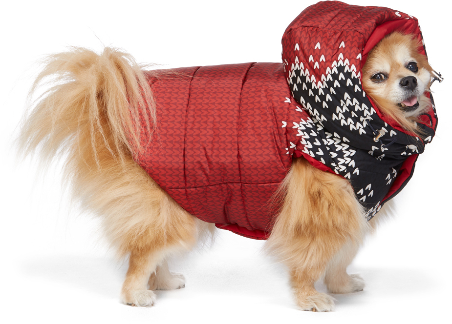 moncler dog coat