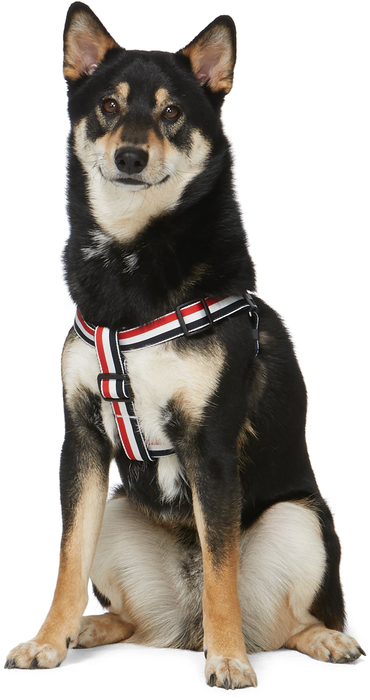 Thom Browne Tricolor Webbing Dog Harness In 960 Multi