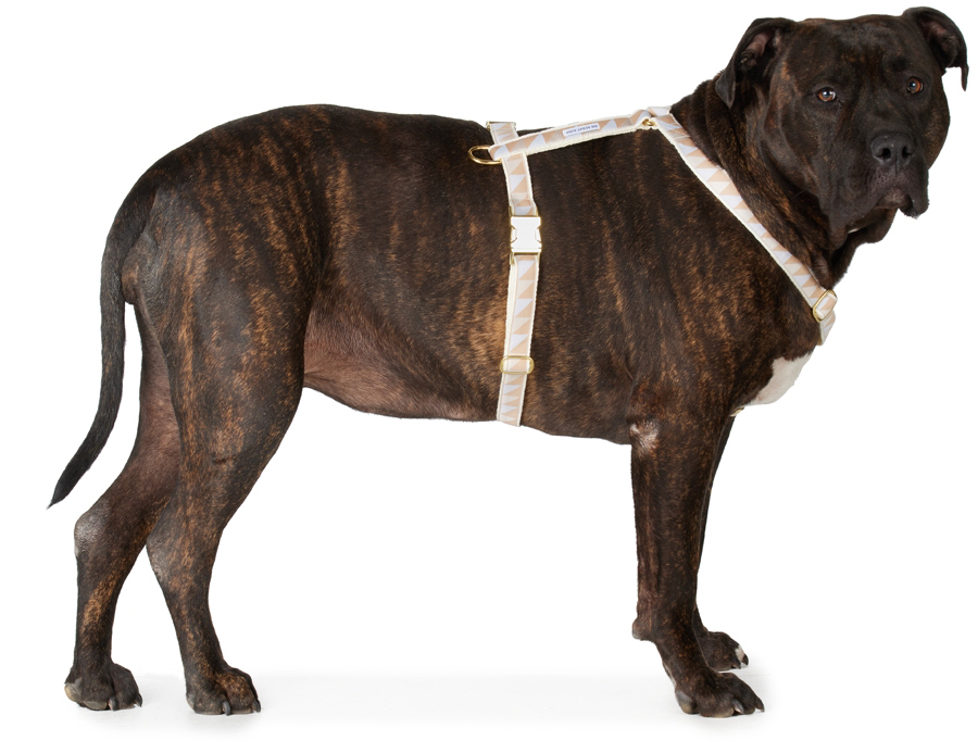 See Scout Sleep Beige & Blue Extra Large Nice Grill Standard Harness In Ice Blue, Camel & Iv