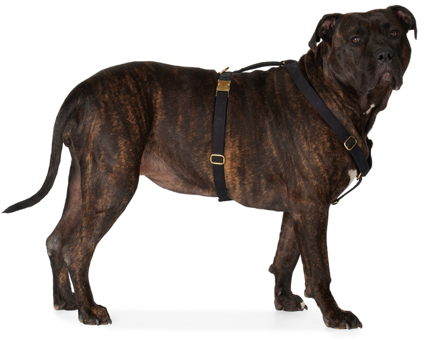 Black The Scot Extra Large Original Harness by See Scout Sleep SSENSE