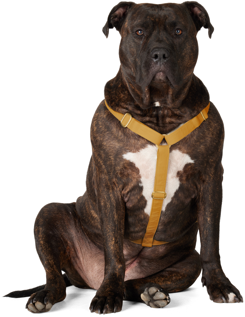 See Scout Sleep Yellow The Scot Extra Large Original Harness In Mustard