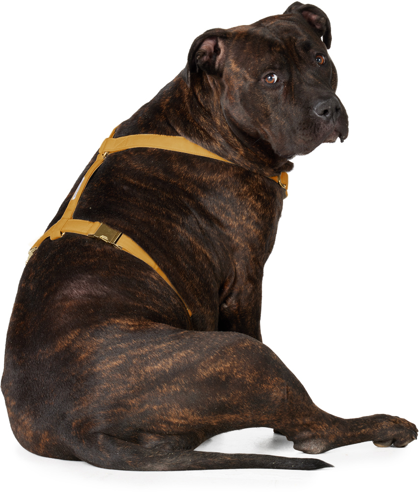 See Scout Sleep Yellow The Scot Extra Large Original Harness In Mustard