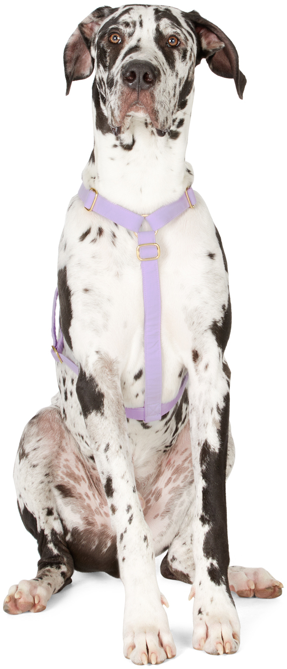 See Scout Sleep Purple The Scot Large Original Harness In Lilac