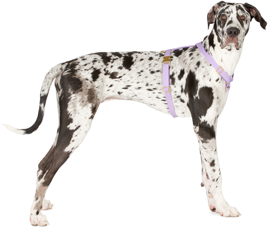 See Scout Sleep Purple The Scot Large Original Harness In Lilac