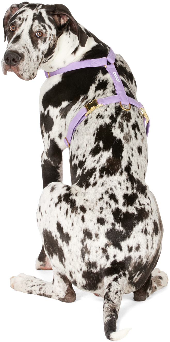 See Scout Sleep Purple The Scot Large Original Harness In Lilac