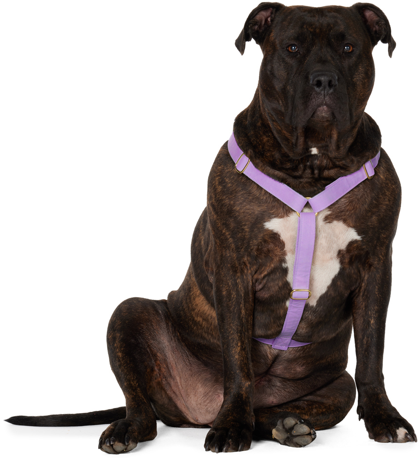 See Scout Sleep Purple The Scot Extra Large Original Harness In Lilac