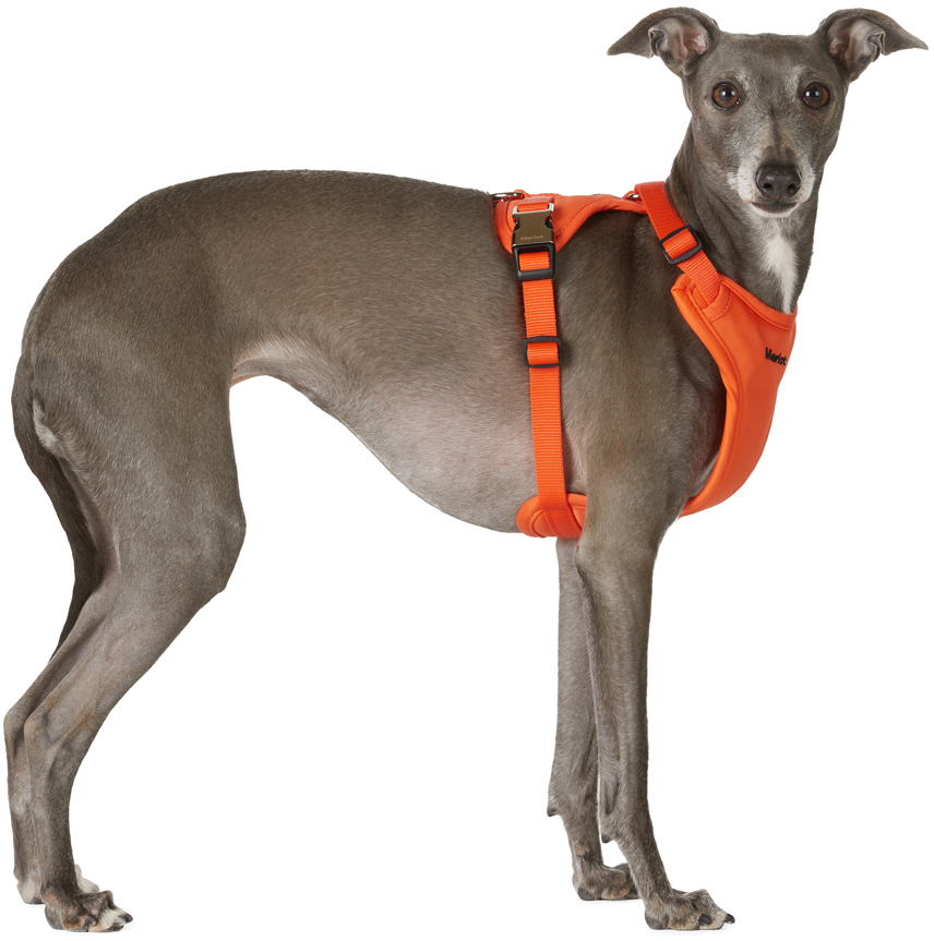 Merlot Orange Ardor Dog Harness | ModeSens