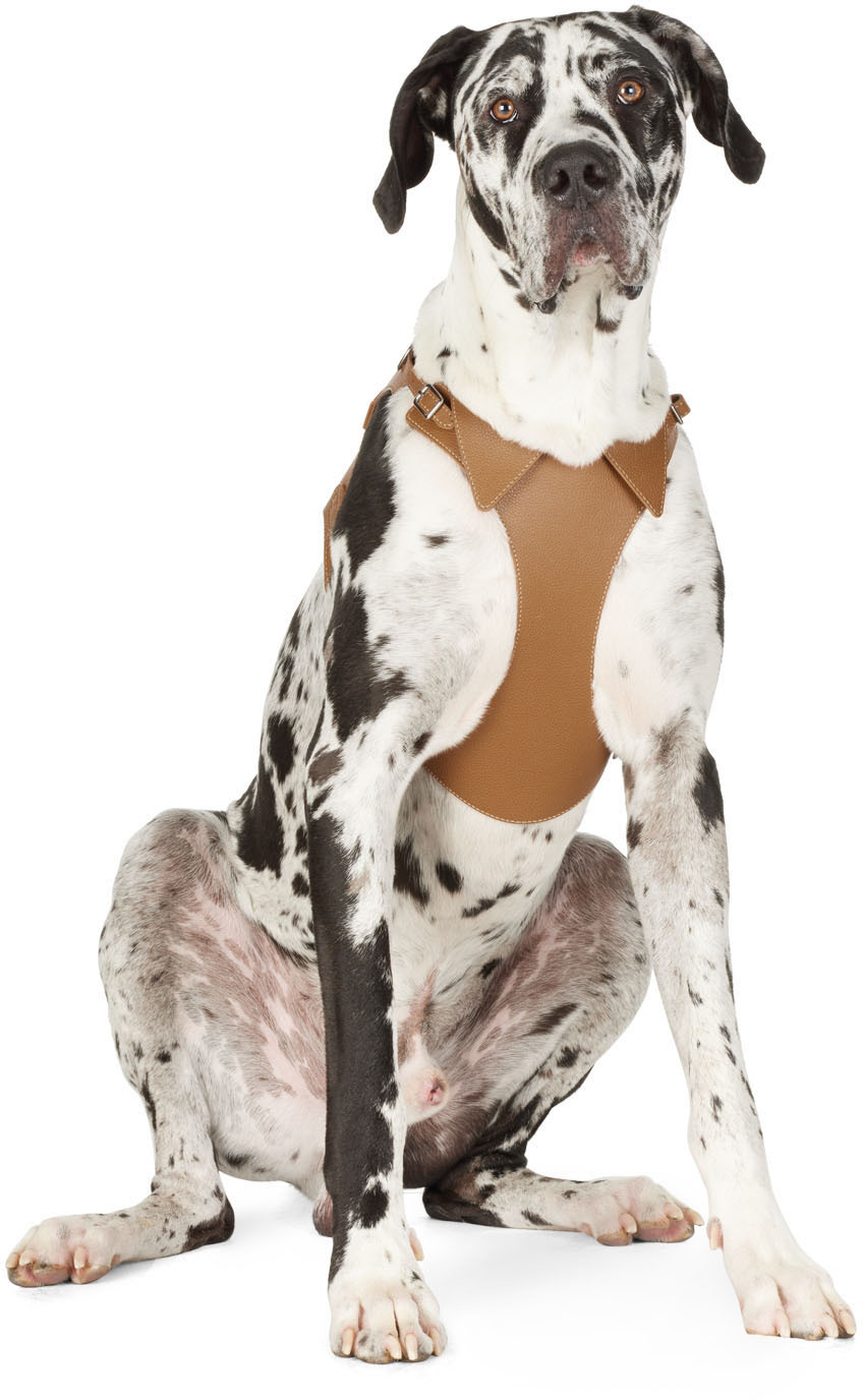 Pagerie Tan 'the Colombo' Dog Harness In Saddle