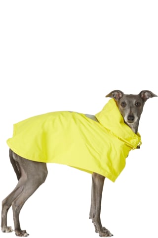 Merlot Yellow Ain Dog Coat