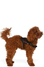 Marine Serre - Harnais pour chien noir Small exclusif à SSENSE