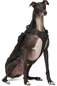 Marine Serre - Harnais pour chien noir Large exclusif à SSENSE