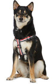 Thom Browne - Tricolor Webbing Dog Harness