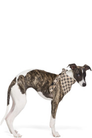 MISBHV - Beige Monogram Bandana