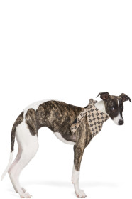 MISBHV - Beige Monogram Bandana