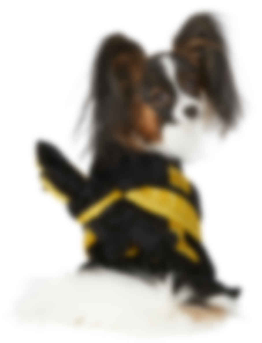 dog versace robe